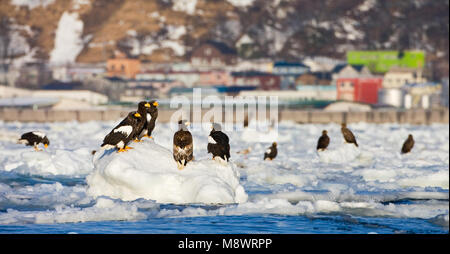 Steller - zeearend, Steller's Sea Eagle, Haliaeetus pelagicus Stockfoto