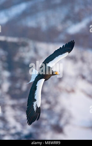 Steller - zeearend volwassen Vliegend; Stellers Sea - Adler nach Fliegen; Stockfoto