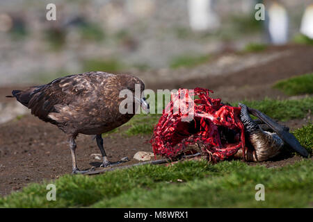 Subantarctische Grote Jager etend; Subantarktischen Skua Essen Stockfoto