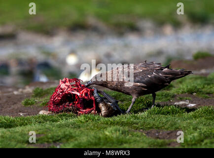 Subantarctische Grote Jager etend; Subantarktischen Skua Essen Stockfoto