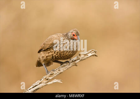 Swainsons Frankolijn, swainson's Spurfowl, Pternistis swainsonii Stockfoto