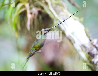 In Zwaardkolibrie vlucht; Schwert-billed Hummingbird im Flug Stockfoto