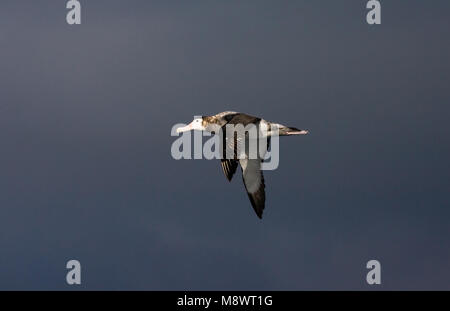 Tristan Albatross unreifen Fliegen; Tristan Albatros onvolwassen Vliegend Stockfoto