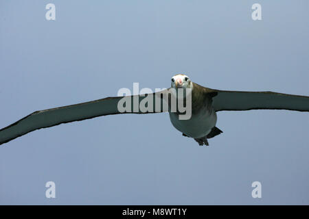 Tristan Albatross unreifen Fliegen; Tristan Albatros onvolwassen Vliegend Stockfoto