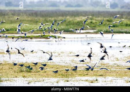 Witwangstern, Whiskered Seeschwalbe, Chlidonias hybrida und Witvleugelstern, White-winged Seeschwalbe, Chlidonias Stockfoto