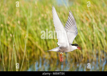 Witwangstern, Whiskered Seeschwalbe, Chlidonias hybrida Stockfoto