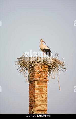 Ooevaar op Nest op schoorsteen; Weißstorch auf Nest auf Kamin Stockfoto