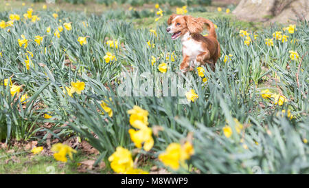 Greenwich, Großbritannien. 20. März, 2018. 11 Monate alte Cockapoo Pip spielt in Narzissen im Greenwich Park. Es war ein sonniger Tag im Haus der Zeit in Greenwich am Tag der Frühlingstagundnachtgleiche. Rob Powell/Alamy leben Nachrichten Stockfoto