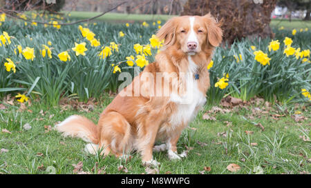 Greenwich, Großbritannien. 20. März, 2018. 2 Jahre alten Nova Scotian Duck Tolling Retriever Tilly posiert im Narzissen im Greenwich Park. Es war ein sonniger Tag im Haus der Zeit in Greenwich am Tag der Frühlingstagundnachtgleiche. Rob Powell/Alamy leben Nachrichten Stockfoto