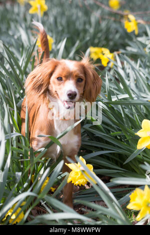 Greenwich, Großbritannien. 20. März, 2018. 11 Monate alte Cockapoo Pip spielt in Narzissen im Greenwich Park. Es war ein sonniger Tag im Haus der Zeit in Greenwich am Tag der Frühlingstagundnachtgleiche. Rob Powell/Alamy leben Nachrichten Stockfoto