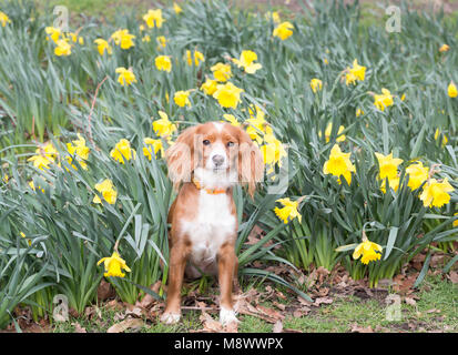 Greenwich, Großbritannien. 20. März, 2018. 11 Monate alte Cockapoo Pip spielt in Narzissen im Greenwich Park. Es war ein sonniger Tag im Haus der Zeit in Greenwich am Tag der Frühlingstagundnachtgleiche. Rob Powell/Alamy leben Nachrichten Stockfoto