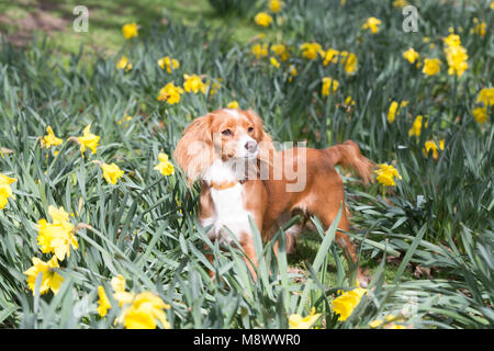 Greenwich, Großbritannien. 20. März, 2018. 11 Monate alte Cockapoo Pip spielt in Narzissen im Greenwich Park. Es war ein sonniger Tag im Haus der Zeit in Greenwich am Tag der Frühlingstagundnachtgleiche. Rob Powell/Alamy leben Nachrichten Stockfoto