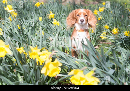 Greenwich, Großbritannien. 20. März, 2018. 11 Monate alte Cockapoo Pip spielt in Narzissen im Greenwich Park. Es war ein sonniger Tag im Haus der Zeit in Greenwich am Tag der Frühlingstagundnachtgleiche. Rob Powell/Alamy leben Nachrichten Stockfoto