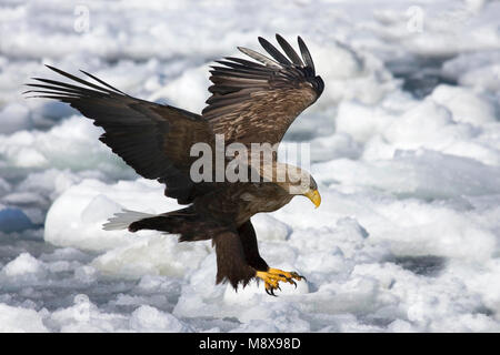 Zeearend in de Winter; Seeadler im Winter Stockfoto