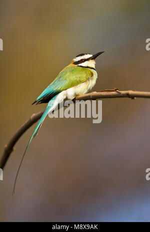 Witkeelbijeneter, White-throated Bienenfresser Stockfoto