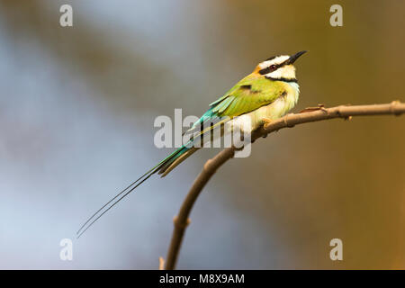 Witkeelbijeneter, White-throated Bienenfresser Stockfoto