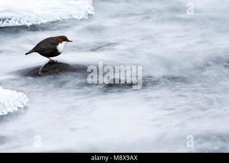 Waterspreeuw, Wasseramsel Stockfoto