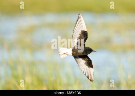 Witvleugelstern, White-winged Seeschwalbe, Chlidonias leucopterus Stockfoto