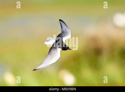 Witvleugelstern, White-winged Seeschwalbe, Chlidonias leucopterus Stockfoto