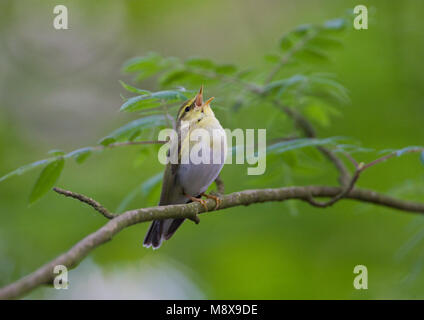 Zingende Fluiter; Singen Wood Warbler Stockfoto