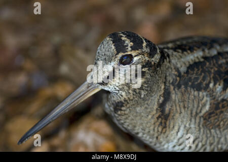 Eurasian Woodcock in Pflege genommen; Houtsnip in Opvangcentrum Stockfoto