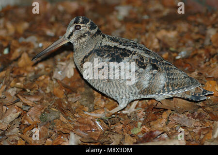 Eurasian Woodcock in Pflege genommen; Houtsnip in Opvangcentrum Stockfoto