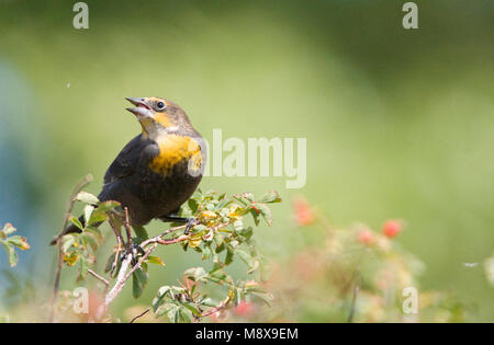 Geelkoptroepiaal, Yellow-headed blackbird Stockfoto