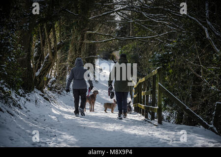 Hund Spaziergänger im Schnee, Clitheroe, Lancashire, UK. Stockfoto