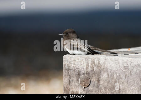 Zwarte Phoebe Phoebe thront zittend; Schwarz Stockfoto