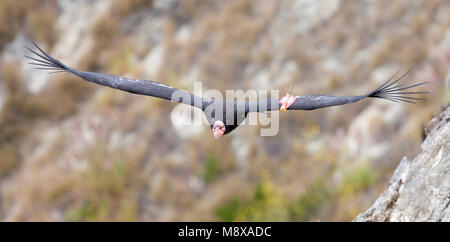 Gezenderde Californische Condor in Vlucht; Kalifornien Condor mit Sender im Flug Stockfoto