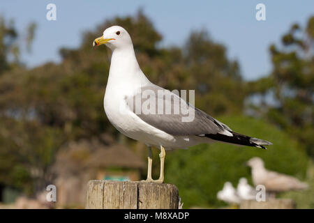 Californische Meeuw op een Paal; Kalifornien Möwe auf einer Stange gehockt Stockfoto