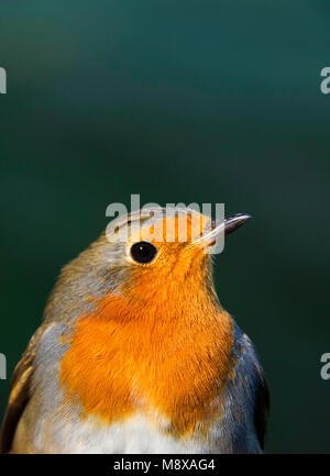 Roodborst Gevangen op ringbaan Nijmegen; Europäische Rotkehlchen (Erithacus Rubecula) auf klingelnden Station gefangen Stockfoto