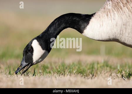 Op gras foeragerende Canadese Gans; größere Kanadagans Nahrungssuche auf Gras Stockfoto