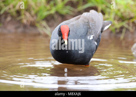 Hawaiiaans Waterhoen ondersoort Sandvicensis; Hawaiianische gemeinsame Sumpfhuhn ssp Sandvicensis Stockfoto