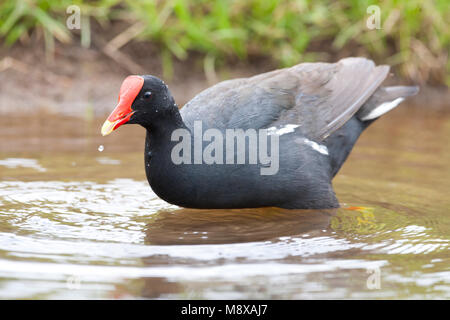 Hawaiiaans Waterhoen ondersoort Sandvicensis; Hawaiianische gemeinsame Sumpfhuhn ssp Sandvicensis Stockfoto