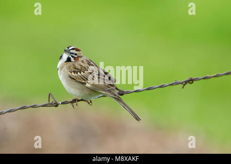 Volwassen Roodoorgors; Erwachsene Lerche Sparrow Stockfoto