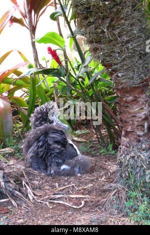 Laysanalbatros Kuiken gegründet op het Nest; Laysan Albatros Küken im Nest Stockfoto