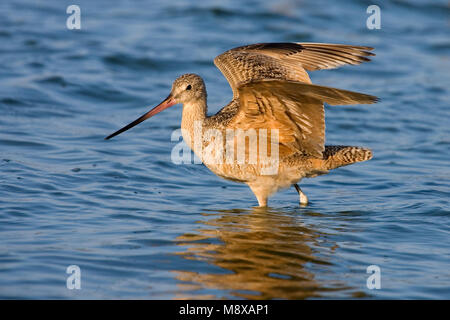 Wadende Marmergrutto; Wadeing marmoriert Godwit Stockfoto