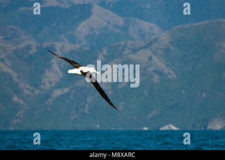 Noordelijke Koningsalbatros; nördliche Royal Albatross; Diomedea sanfordi Stockfoto