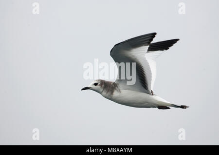 Juveniele Vorkstaartmeeuw in de Vlucht; Juvenile Sabine's Möwe im Flug Stockfoto
