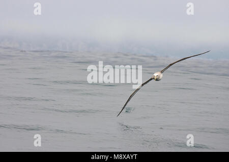 Salvins Albatros; Salvin's Albatross; Thalassarche salvini Stockfoto