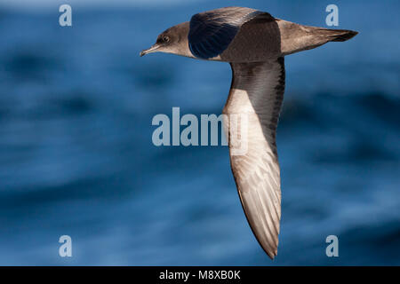 Dunbekpijlstormvogel in de Vlucht; Short-tailed Shearwater im Flug Stockfoto