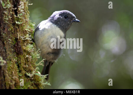 Nieuw Zeeland - vliegenvanger; South Island Robin; Petroica Australis Stockfoto