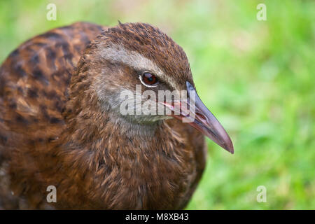 Weka, Weka, gallicolumba Australis Stockfoto