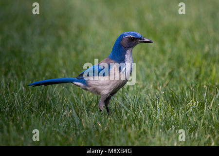 Struikgaai zittend; Western Scrub-Jay gehockt Stockfoto