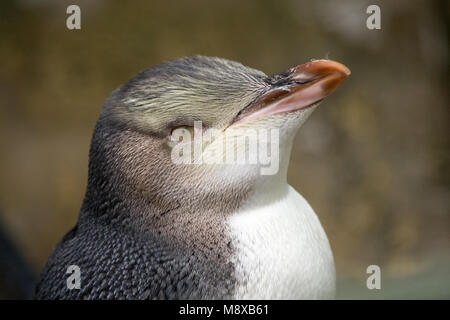 Geeloogpinguin close-up; Gelb-eyed Pinguin aus der Nähe Stockfoto