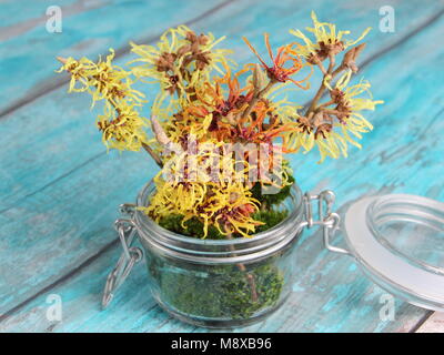 Hamamelis intermedia 'Arnold Promise', 'Githago', 'Jelena' und 'Primavera' Hamamelis Blumenarrangement in Glasvase mit dekorativen Moss. Stockfoto