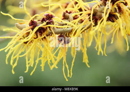 Winter Blumen von Hamamelis x Intermedia " Zaubernuss Glut', Großbritannien Stockfoto