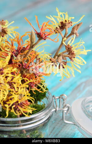 Hamamelis intermedia 'Arnold Promise', 'Githago', 'Jelena' und 'Primavera' Hamamelis Blumenarrangement in Glasvase mit dekorativen Moss. Stockfoto