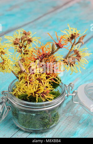 Hamamelis intermedia 'Arnold Promise', 'Githago', 'Jelena' und 'Primavera' Hamamelis Blumenarrangement in Glasvase mit dekorativen Moss. Stockfoto